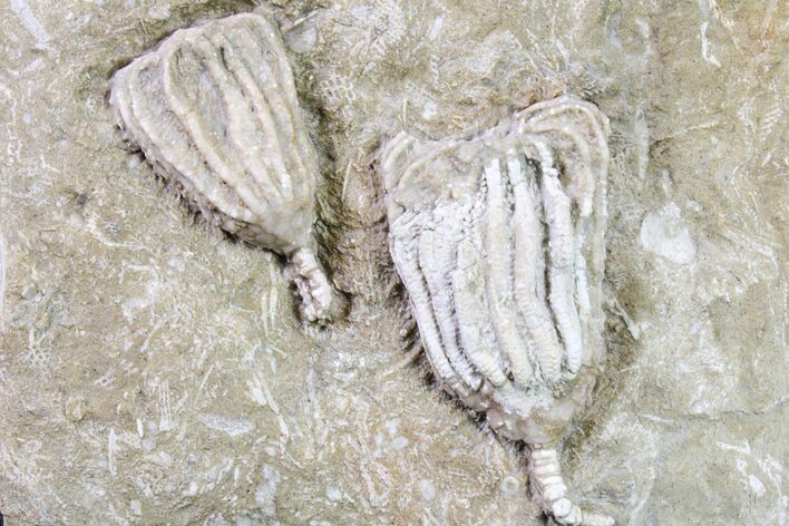 Two Fossil Crinoids (Dizygocrinus) - Missouri #157197